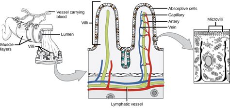 Digestive Systems | Biology for Majors II