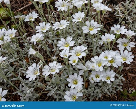 Captura De Pantalla Del Cerastium Tomentosum Var Columnae Con Hojas De