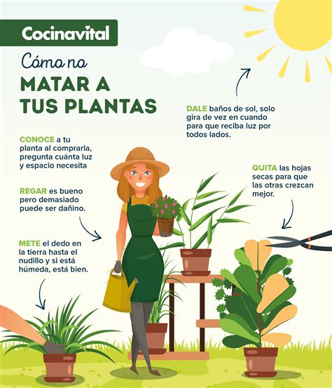 Errores Al Cuidar Plantas Que Debes Evitar Para No Matarlas Artofit