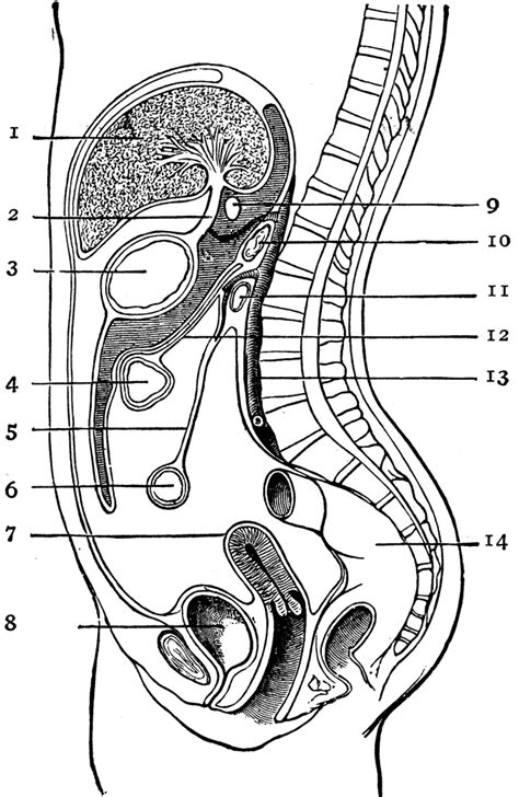 The Peritoneum | ClipArt ETC