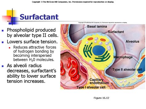 Respiratory Physiology Respiration Includes Separate Functions