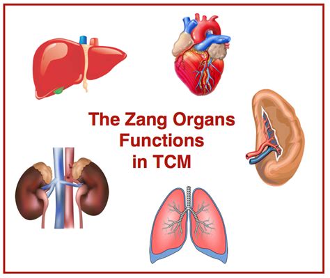 The Functions Of The Zang Organs In Tcm Acupro Academy