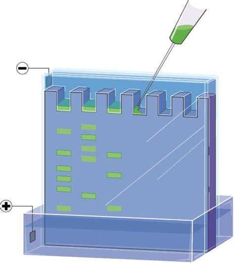 Dna Gel Electrophoresis Cartoon