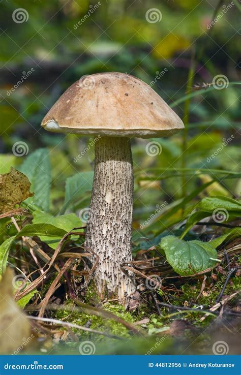 Brown Cap Boletus Stock Photo Image Of Closeup Fungus 44812956