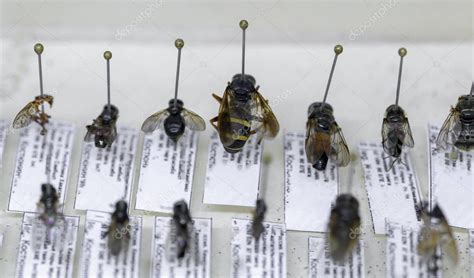 Insectos Abejas Moscas Avispas En La Colecci N Entomol Gica De