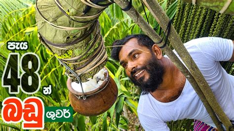 How To Make Palm Toddy Kithul Toddy Easiest Tapping Method For