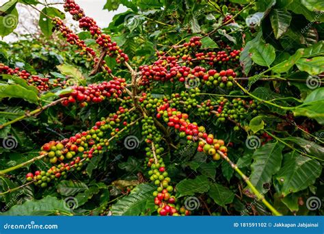 Coffee Tree With Fresh Arabica Coffee Bean In Coffee Plantation Stock