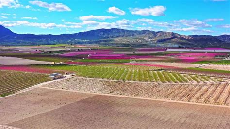 Peach Blossom In Cieza Mirador El Horno In The Murcia Region In Spain