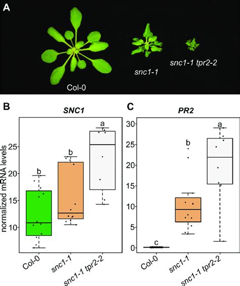 Mutations In Tpr Increase Stunting And Snc Expression In Snc