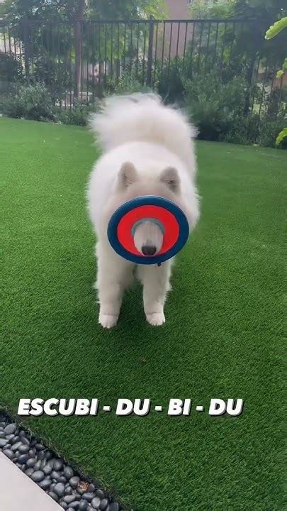 Frisbee Fail With My Dog Youtube