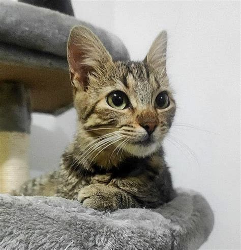 Gatos En Adopcion On Twitter Esta Hermosura Es Toby Chiquita