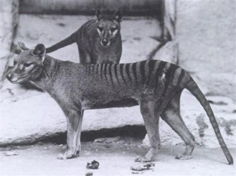 Back From The Dead How Scientists Plan To Save The Tasmanian Tiger