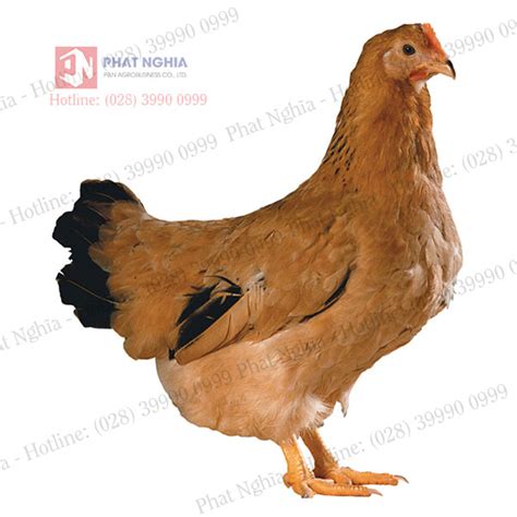 Sasso Chicken