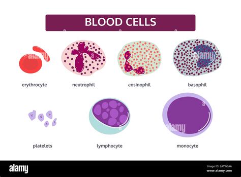 Monocytes And Lymphocytes