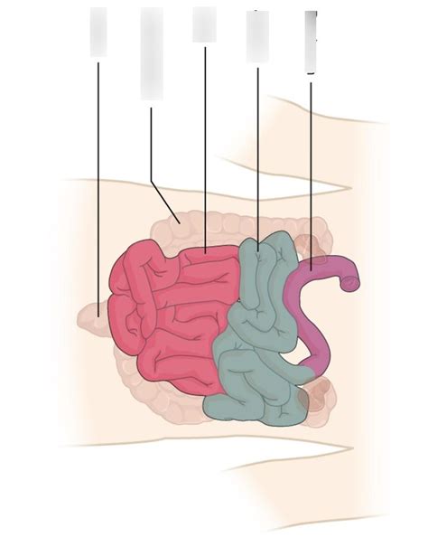 Abdominal Organs Diagram Quizlet