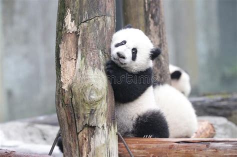 Cute Fluffy Baby Panda on the Playground Stock Photo - Image of animal ...