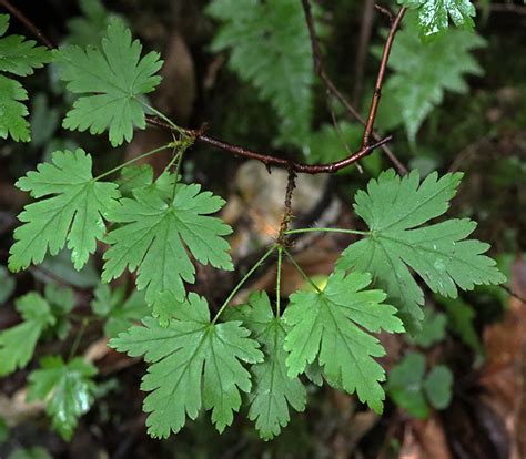 Hikers Guide To The Trees Shrubs And Vines Of Ricketts Glen State