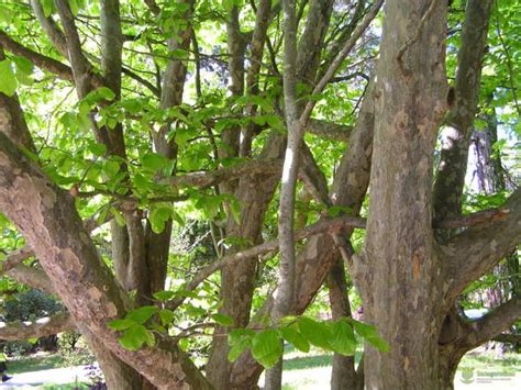 Железное дерево: виды, плотность, применение