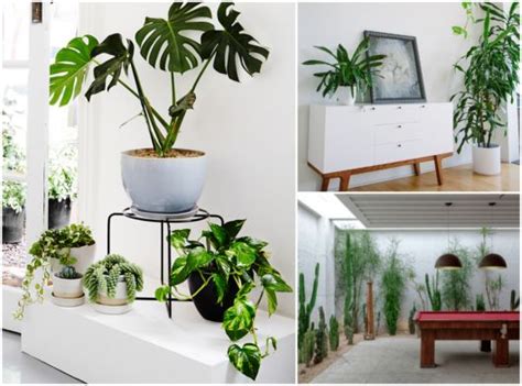 Plantas Ornamentais O Que S O Esp Cies Para Ter Em Casa