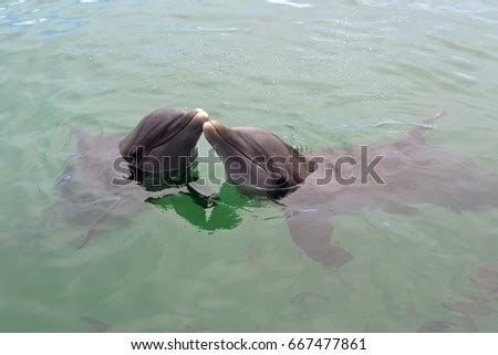 Dolphins Kissing Stock Images Royalty Free Images Vectors Shutterstock