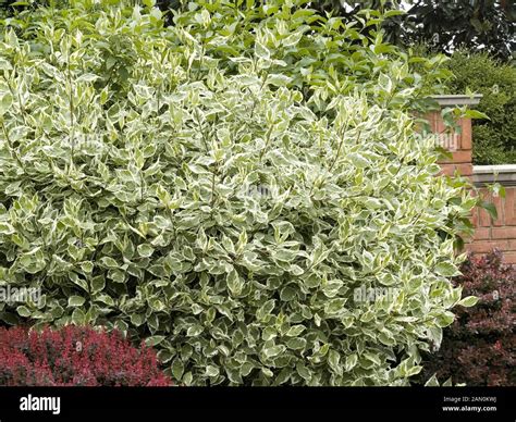 CORNUS ALBA ELEGANTISSIMA Stock Photo - Alamy