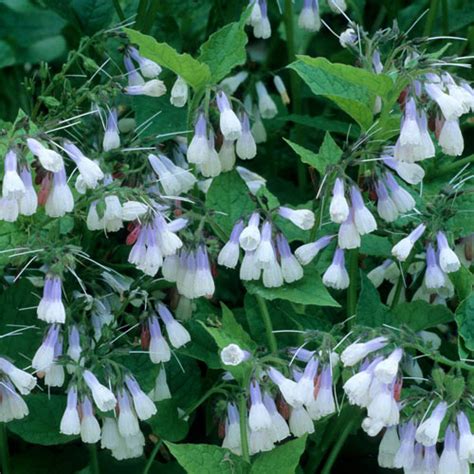 Hidcote Blue Comfrey | K. van Bourgondien Wholesale Plants