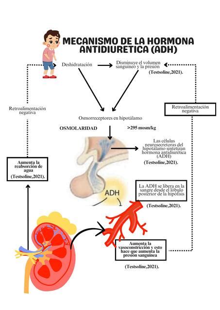 ESQUEMA DEL MECANISMO DE LA HORMONA ANTIDIURETICA ADH HEYDI MAYLI RM