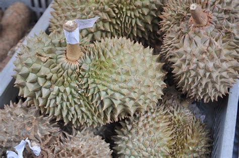 Durian edible fruit stock photo. Image of fruit, vegetation - 114362988