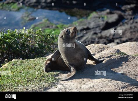 Seal Sea Lion Posing On A Rock At Katiki Point Lighthouse Moeraki