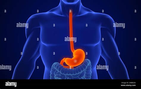 Antacid Treatment for Acid Reflux Stomach Gastroenterology Stock Photo ...