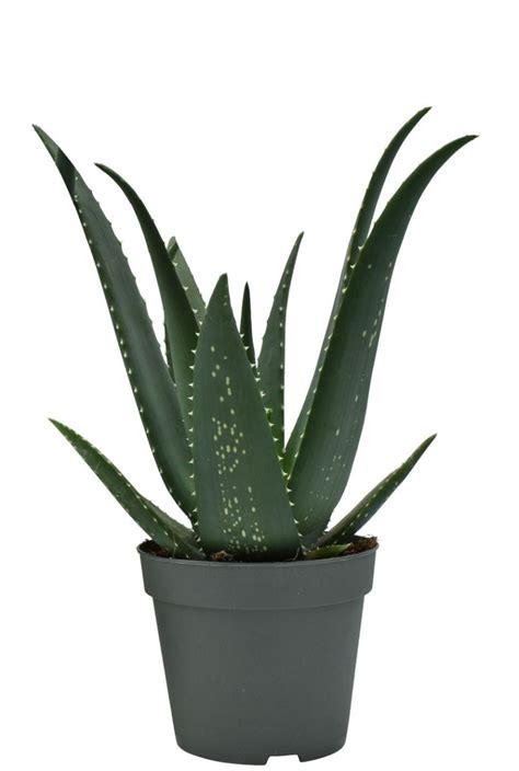 Aloë Medivera Equator Wonderplant 30cm kopen 123planten nl