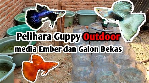 Pelihara Ikan Guppy Outdoor Media Galon Bekas Dan Ember YouTube