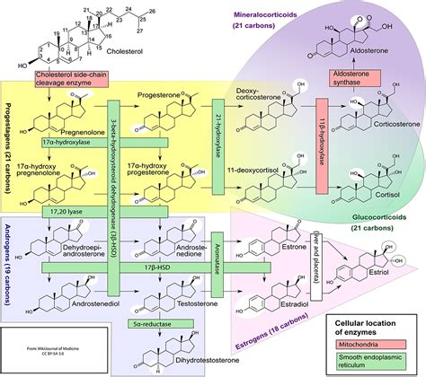 The Uses Of Anabolic Androgenic Steroids Among Athletes Jmdh