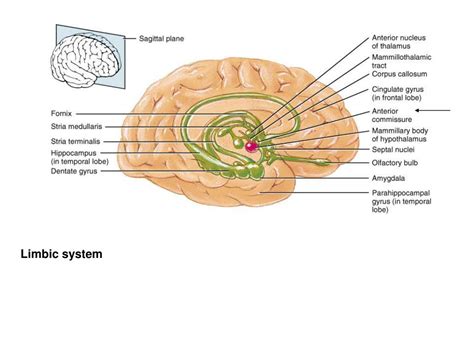 Ppt Brain Development Primary Vesicles Secondary Vesicles Adult