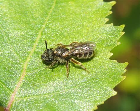 Halictus Tumulorum Female Snitterfield Bushes Warwicksh Flickr