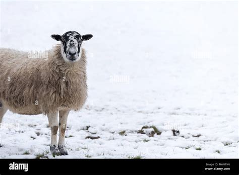 A black and white faced sheep with a full coat of wool stands in a snow ...