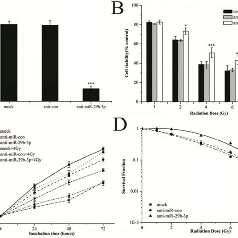 Mir 29b 3p Knockdown Attenuates Response Of Lncap Cells To Ir A The