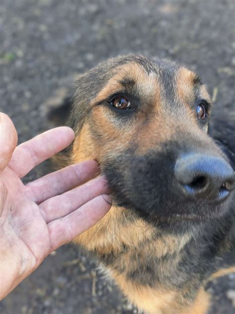 German Shepherd Dogs For Adoption