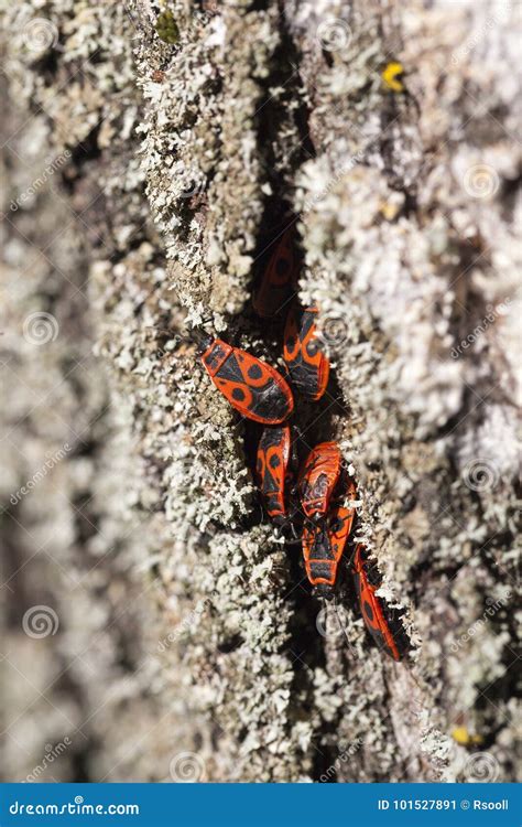 Hiding Insects Close Up Stock Image Image Of Closeup 101527891