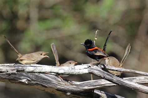 Red Backed Fairy Wrens Se Queensland Australia Flickr