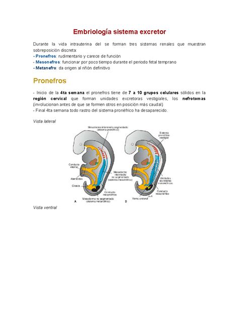 Embriología sistema excretor Embriología sistema excretor Durante la