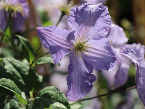 Clematis Blekitny Aniol Od Blue Angel Clematis Viticella