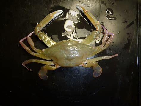 creature feature long eyed swimmer crab western australian museum