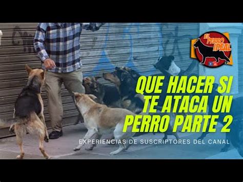 Que Hacer Si Te Ataca Un Perro Parte Nuevos Tips Experiencias De