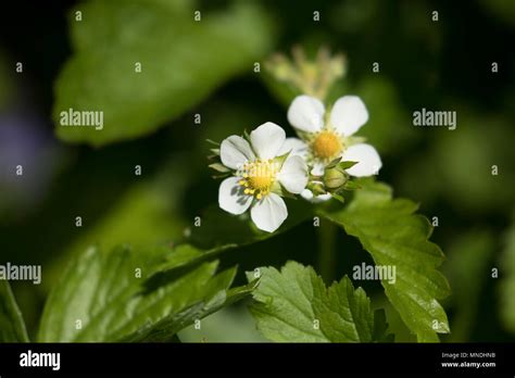 Wild Strawberry Flowers Stock Photo Alamy