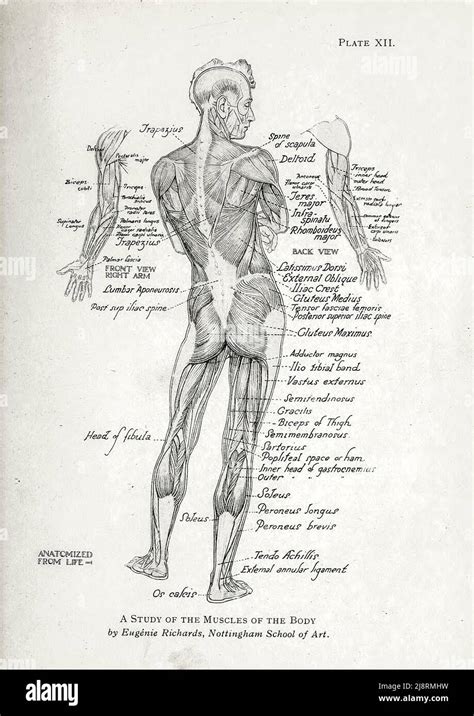 Paste respingere cultură anatomy of the human body 1918 ciupercă Normal ...