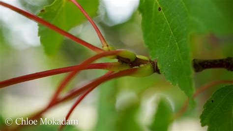 Acer Rubrum Maud Gordon Holmes Arboretum Suny Buffalo State University