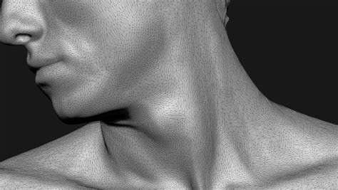 Neck Anatomy Reference Set 3D model 3D printable | CGTrader