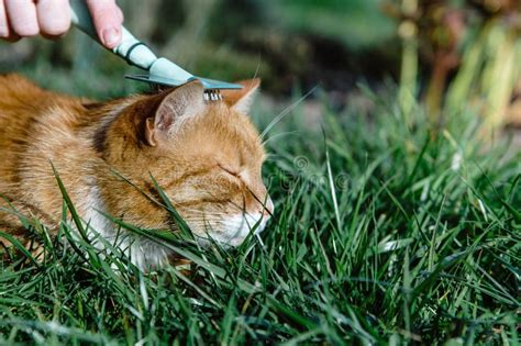 Persona Preparando Gato Jengibre Sobre Hierba Verde Foto De Archivo