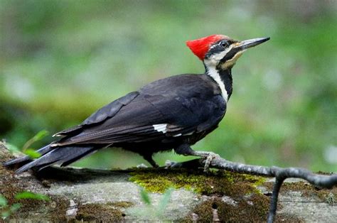 Pileated Woodpecker